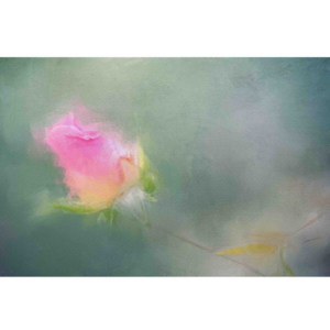 Ρολοκουρτίνα με εκτύπωση 595-CR