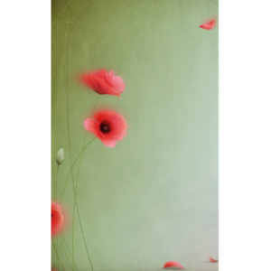 Ρολοκουρτίνα με εκτύπωση 75-SR